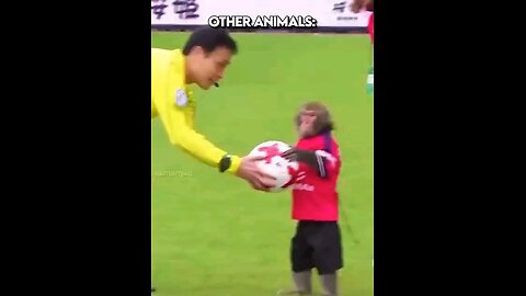 Other animals playing football ⚽...last animal watch till end😨☠️