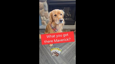 What you got there Maverick?