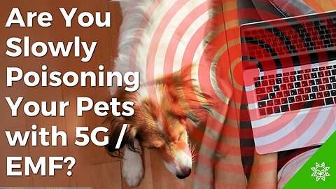 Protect Your Pet from EMF Poisoning—Before It's Too Late!