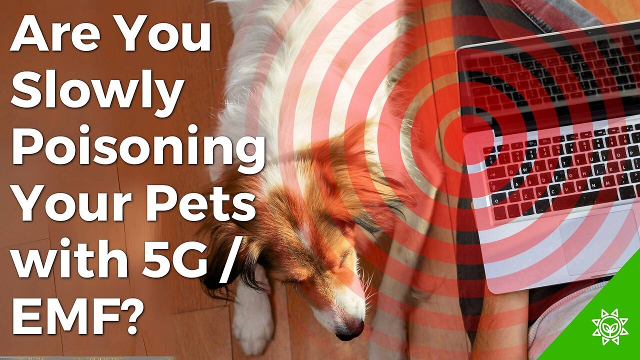 Protect Your Pet from EMF Poisoning—Before It's Too Late!