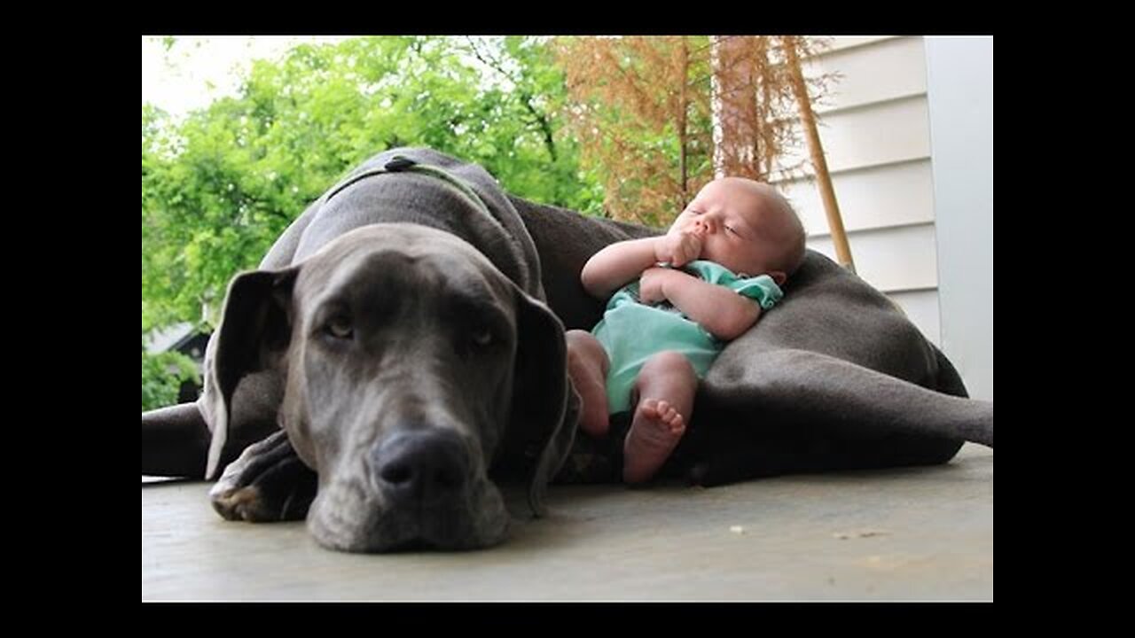 Ultimate funny & cute dogs and kids compilation - Mix of the best clips - Must watch!