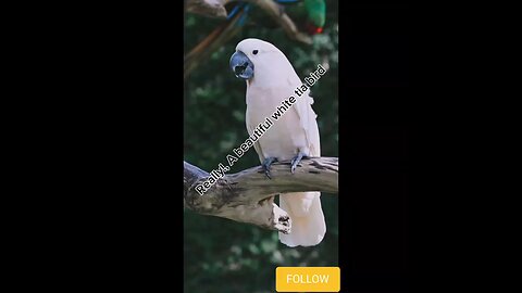 A beautiful white tia bird