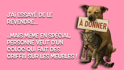 7 secrets pour mieux comprendre ton chat 🧠🐈