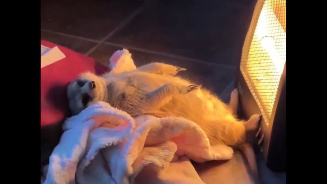 Meerkat knows how to spend a Sunday night!
