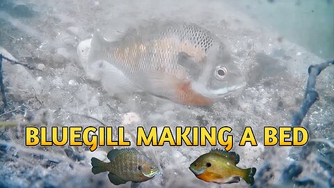 Bluegill making a bed