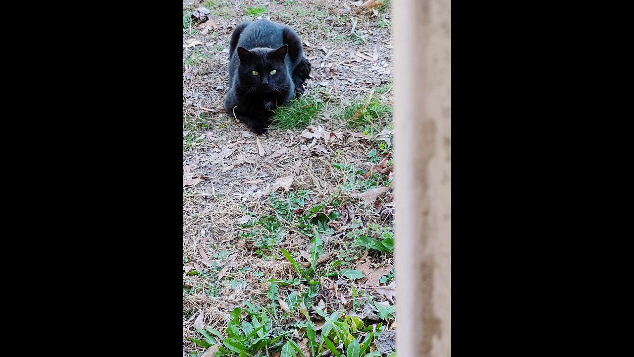 Incendio en el santuario Happy Cat