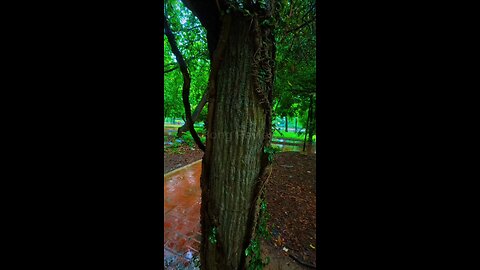 Rain-Kissed Tree Trunk in Lush Green Forest | Shot on DJI Osmo Action 5 Pro