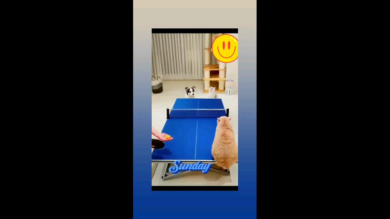 टेनिस टेबल का मैच