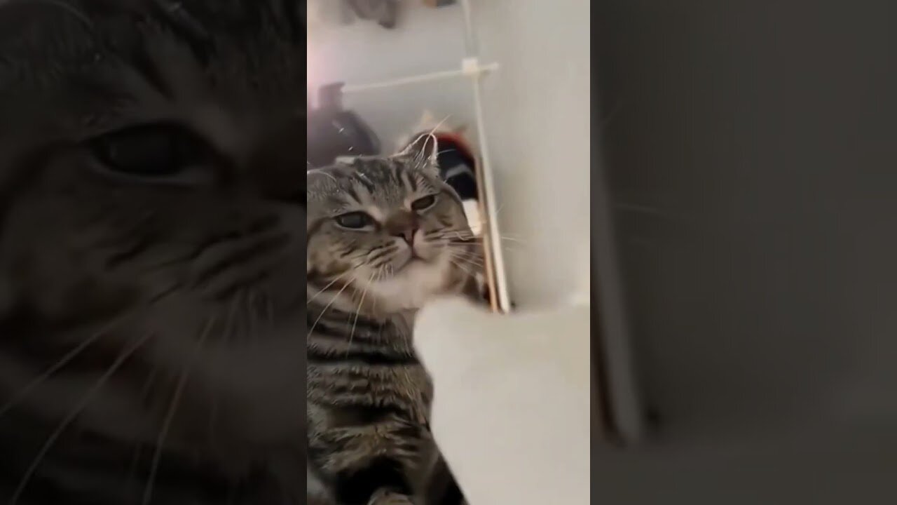Funny Cat Fails #catfails
