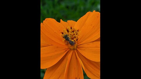 Bees Raiding Sally Holmes Climbing Roses