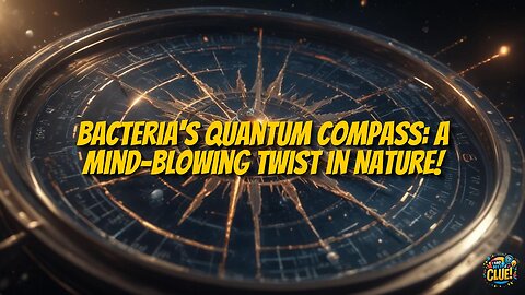 Quantum Mechanics in Bacterial Magnetoreception Explored