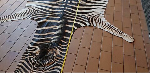 zebra skin for Ronaldo