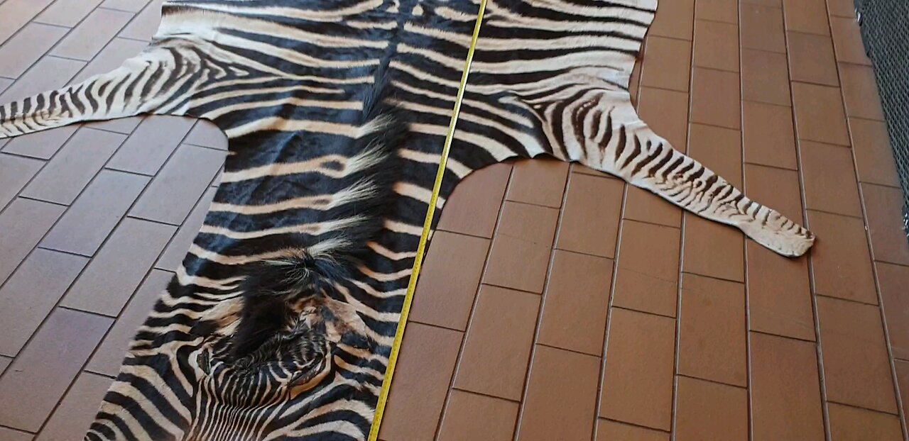 zebra skin for Ronaldo