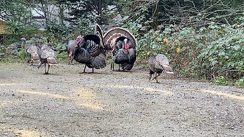 Super Nice Day and the Turkeys be chillin!☀️
