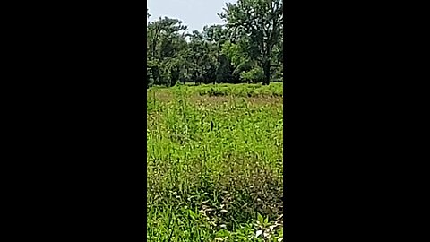 bird hanging on to weed