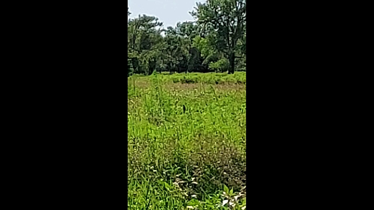 bird hanging on to weed