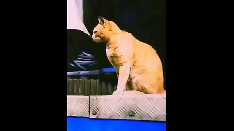 cat doing slow motion jump