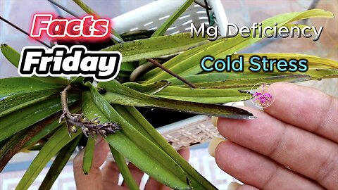 How to Tell if Your Orchid has Cold Damage or a Magnesium Deficiency | Care Guide #ninjaorchids