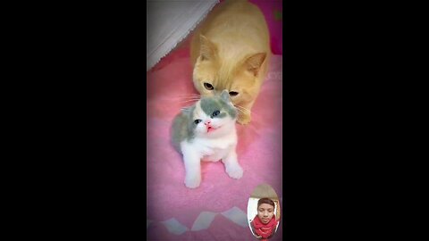 #catlovers #cat #cats #meow #kittens #catlife #pet #animals #animallover #cutecats #catviral