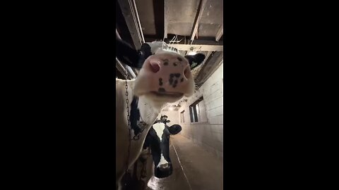 MOOOO........