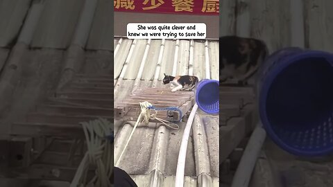 The cat was stuck on the roof of the office and the employees saved her