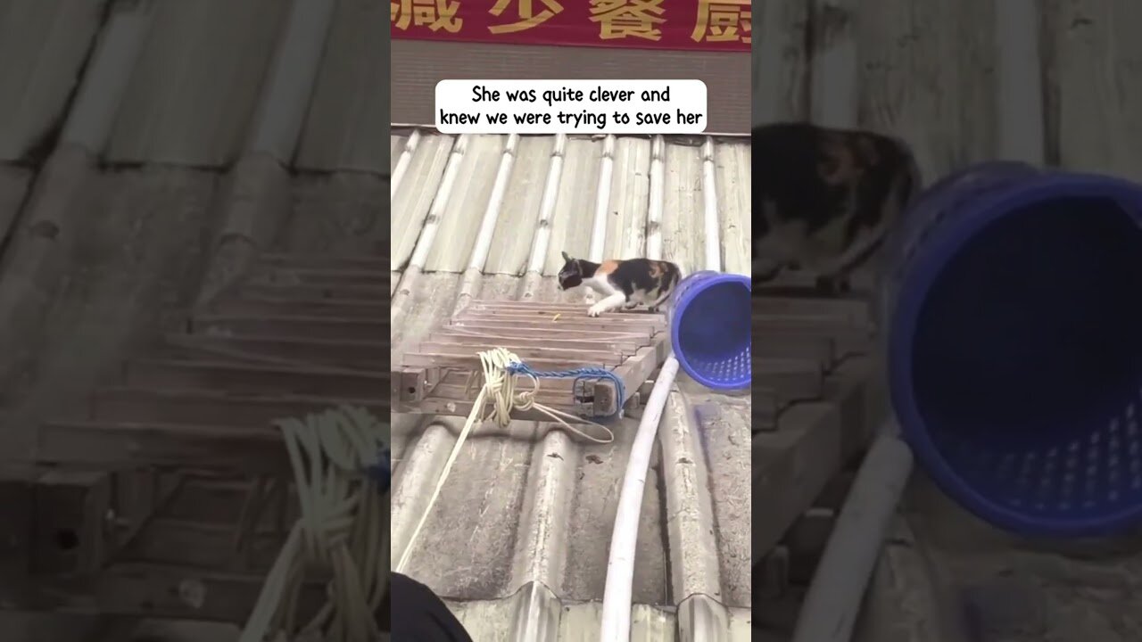 The cat was stuck on the roof of the office and the employees saved her