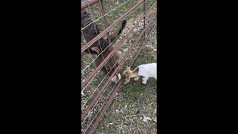 Baby goat and donkey
