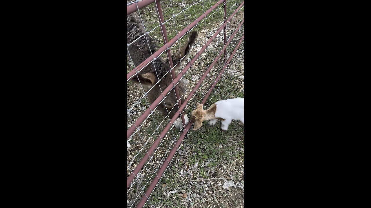 Baby goat and donkey