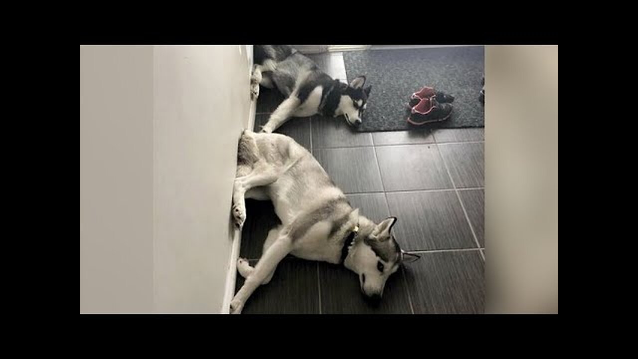 HUSKIES - As FUNNY & CUTE as they can be! 😄