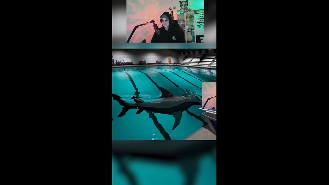 A SHARK IN THE POOL‼️🦈