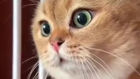 Funny videos in english