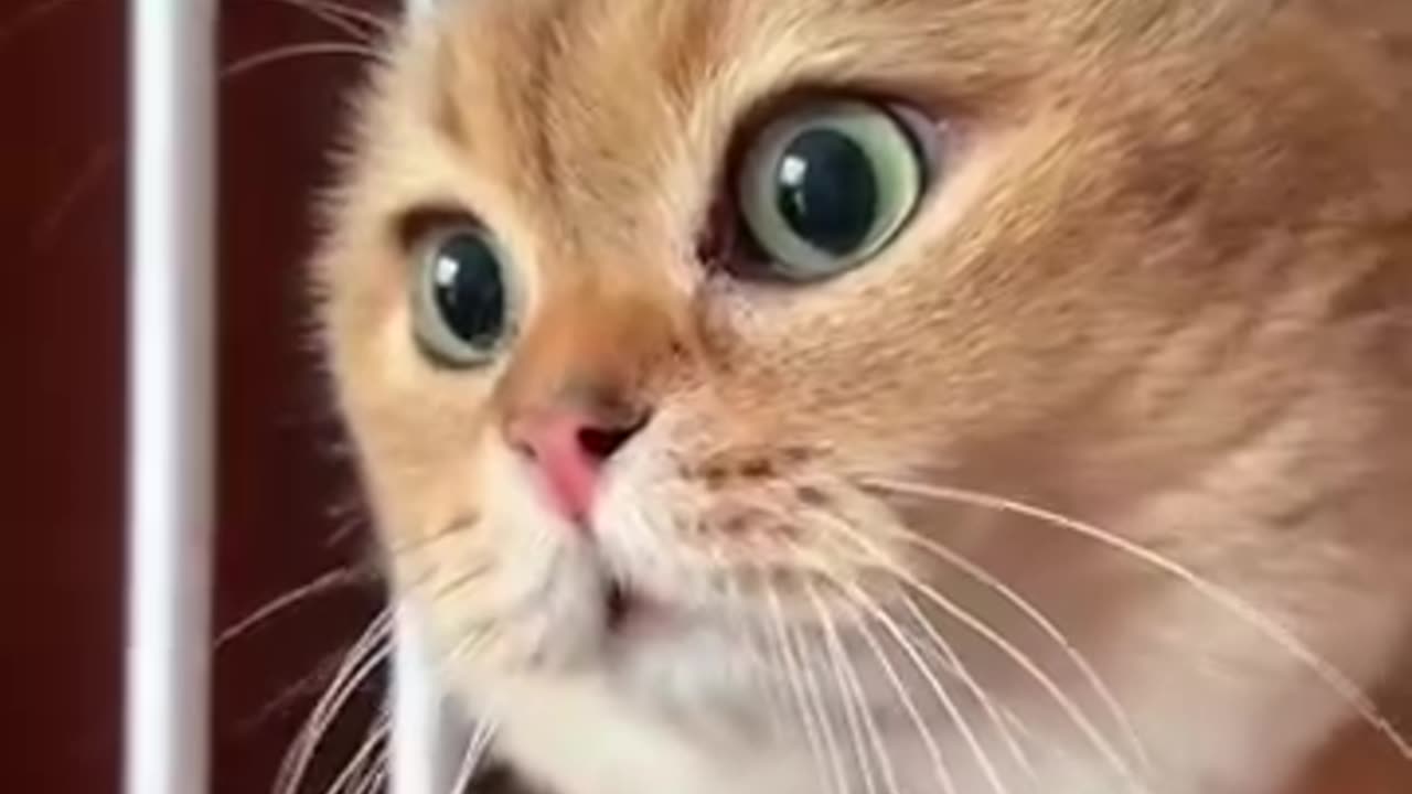 Funny videos in english