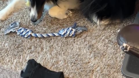 Lyla versus pasta versus the camera