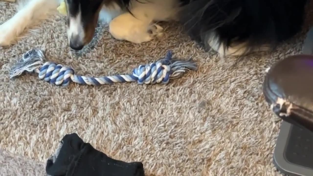 Lyla versus pasta versus the camera