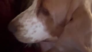 Basset Hound Hugs... (aka Basset Hound Jiu Jitsu)