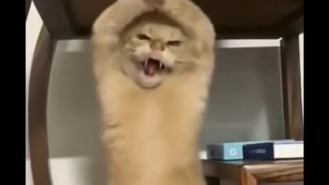 Proof That Cats CAN Dance! Get Ready to Vibe 🐾
