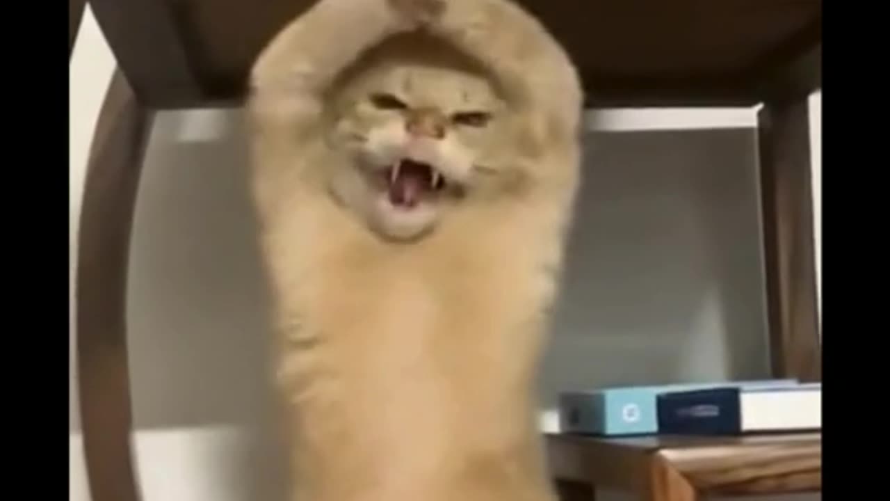 Proof That Cats CAN Dance! Get Ready to Vibe 🐾