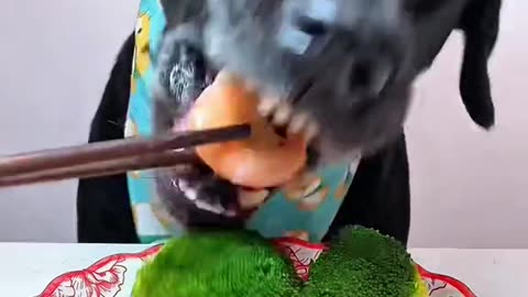 cute dog eating