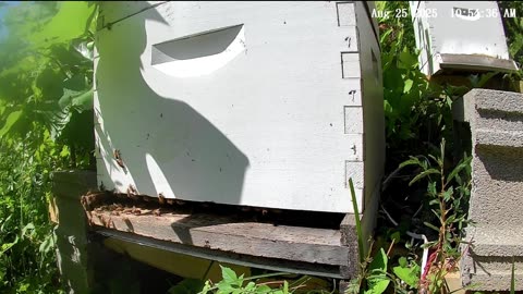 Bees in the Morning