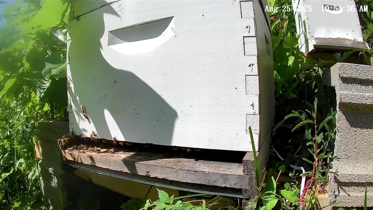 Bees in the Morning