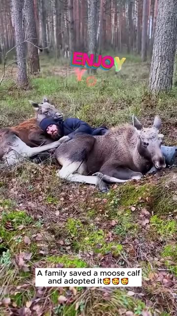 A family saved a moose calf and adopted it