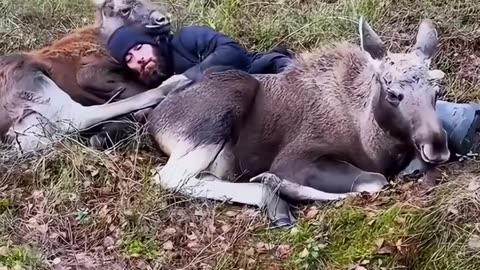 A family saved a moose calf and adopted it