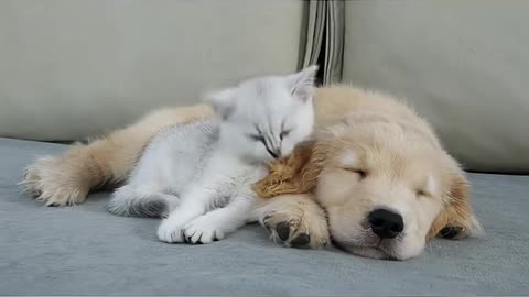Kitten Refuse To Sleep Without His Golden Retriever Puppy