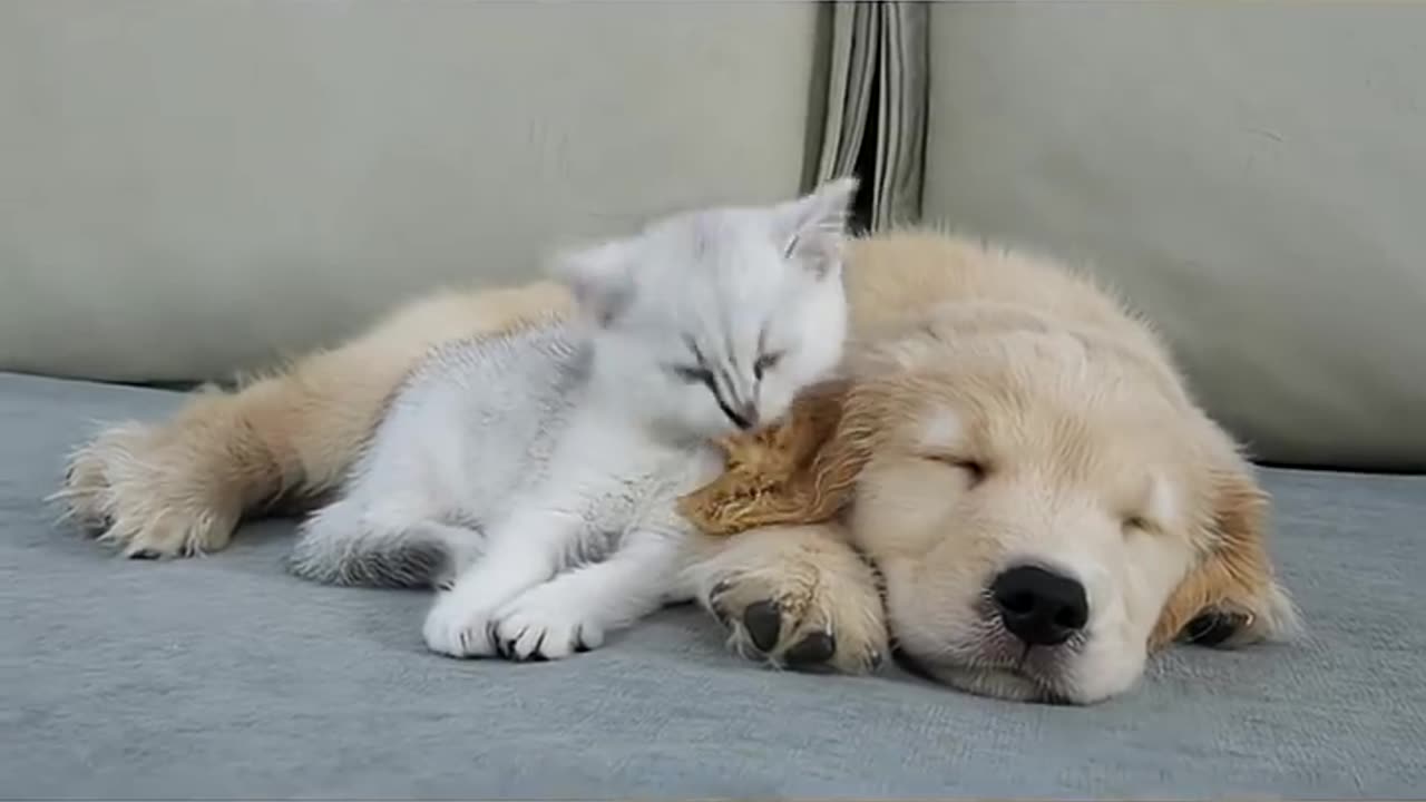 Kitten Refuse To Sleep Without His Golden Retriever Puppy
