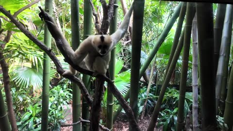 Bronx Zoo : JungleWorld : DJI Pocket3 walk through