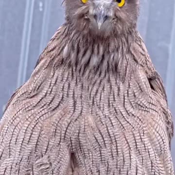 Fish owl