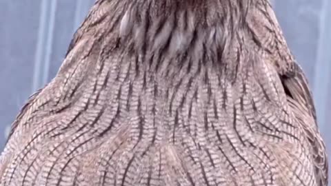Fish owl