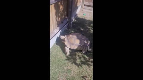 LUMPY THE TURTLE: DEFENDER OF THE POND!