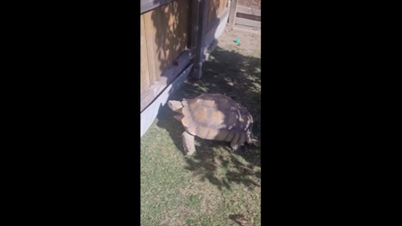 LUMPY THE TURTLE: DEFENDER OF THE POND!