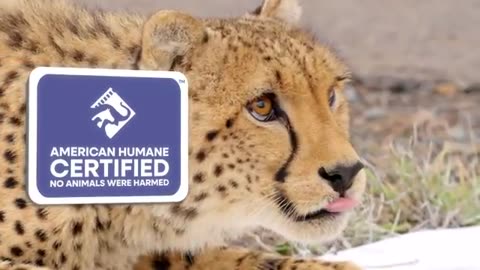 Worlds fastest car vs cheetah